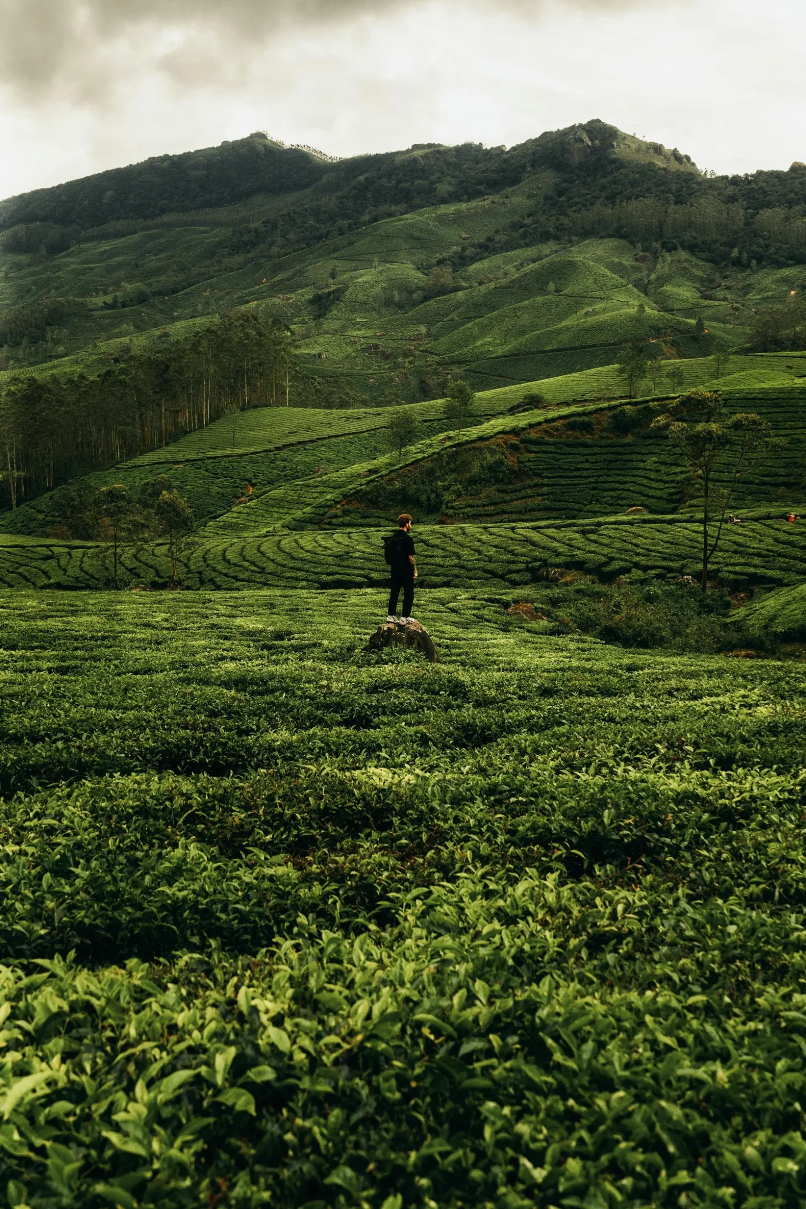 Splendor of Kerala Tour Package